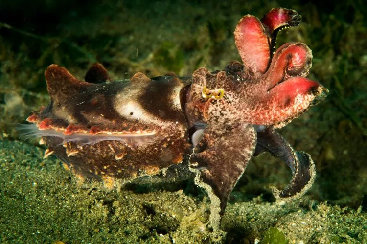 Flamboyant cuttlefish, Anilao, Philippines. Photo by Steve Jones