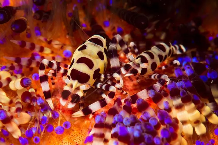 Coleman shrimp, Anilao, Philippines. Photo by Steve Jones