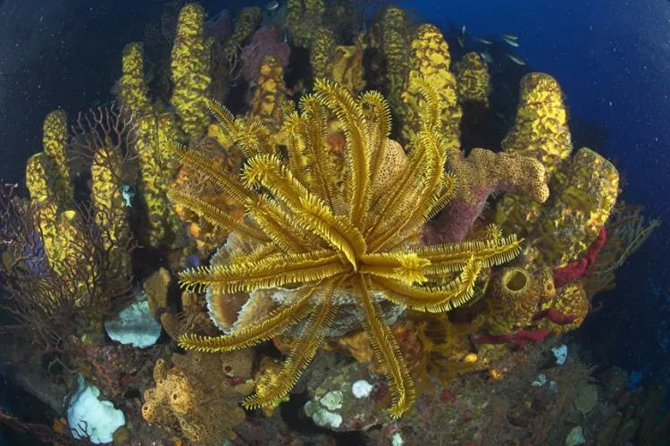 Feather star and sponges, Dominica. Photo by Steve Jones