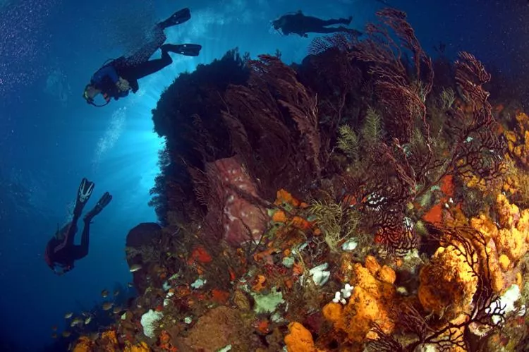 Divers on Dominica reef. Photo by Steve Jones