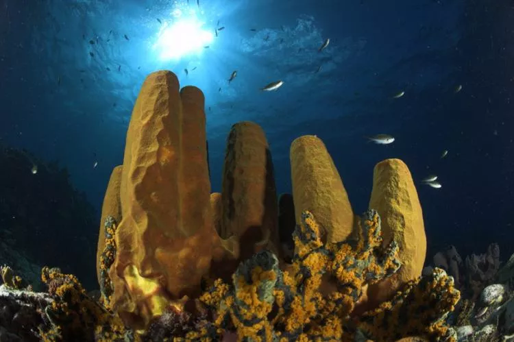 Tube sponges, St Vincent. Photo by Steve Jones