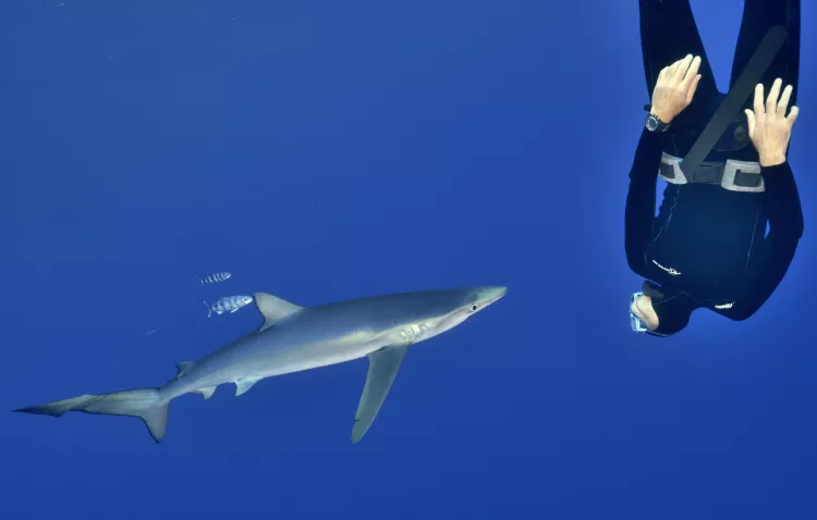 Diving with Blue shark