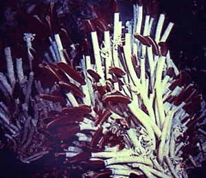 tube worm colony