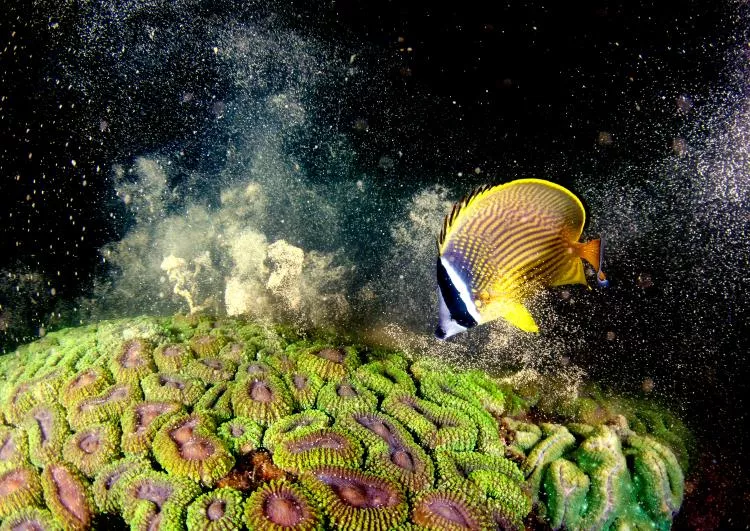 Gold Medal winner: "Survival," a photo capturing a butterflyfish feeding on spawning corals in Yakushima, Kagoshima