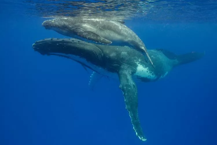 Humpback mother and calf in Tonga, by Don Silcock