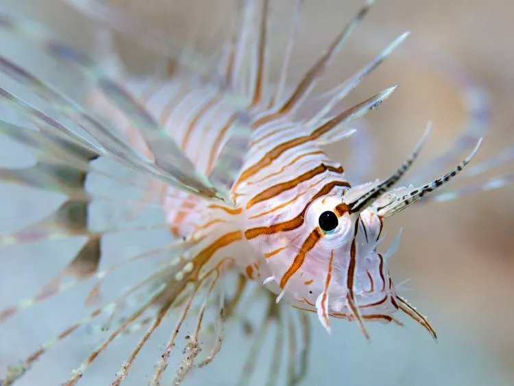 Lionfish, the image to be used for this tutorial