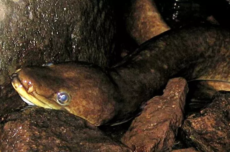 Long-finned Polynesian eel. Photo by Ila France Porcher.