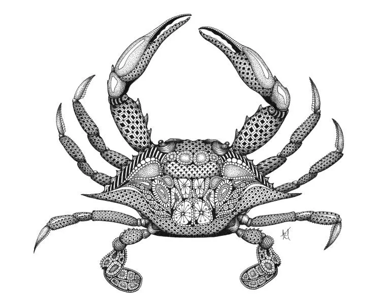 Blue Crab, by Kristin Moger. Micron ink on paper, 8 x 9 inches