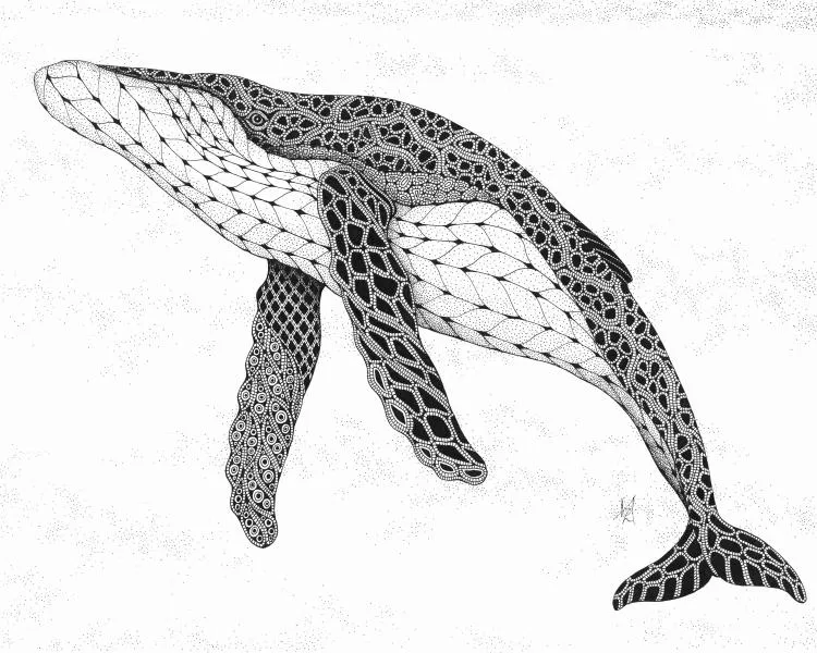 Humpback Whale, by Kristin Moger. Micron ink on paper, 9 x 12 inches