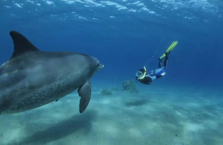 Freediving with dolphin. Photo by Kurt Amsler.