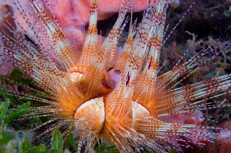 Juvenile magnificent urchin, St Vincent. Photo by Steve Jones