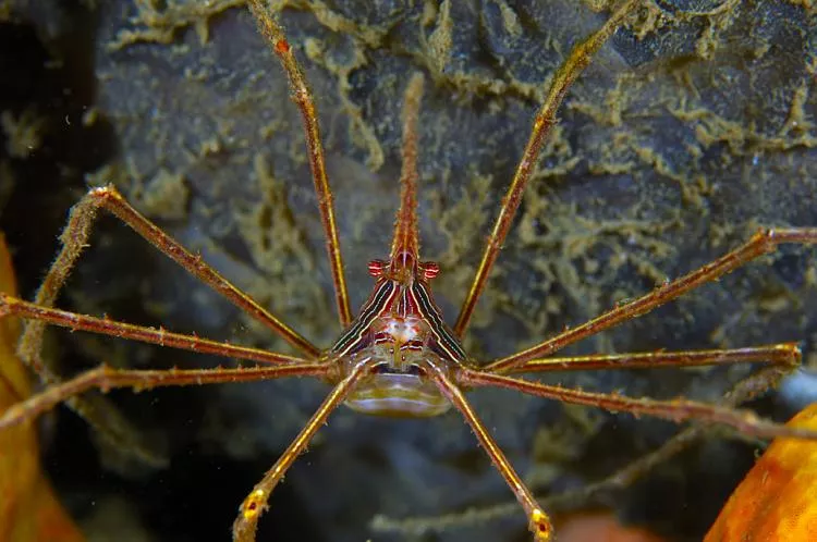 Arrow crab, St Vincent. Photo by Steve Jones