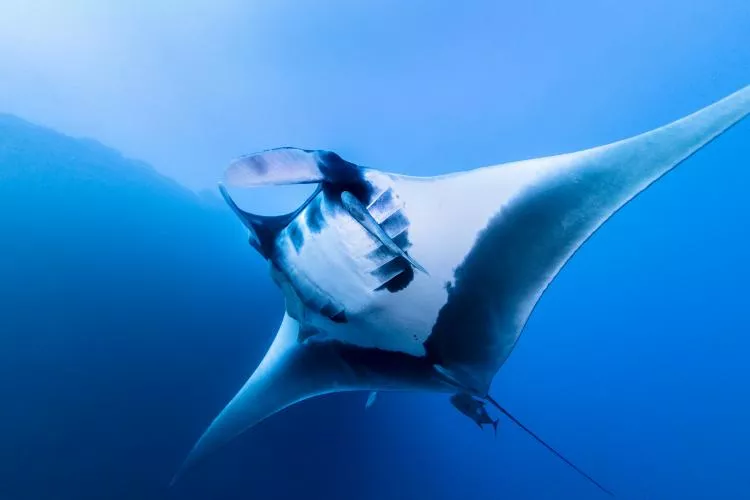 Oceanic manta ray, Socorro, Mexico. Photo by Kate Holt
