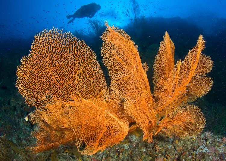 Diver and sea fans, Solomon Islands. Photo by Steve Jones