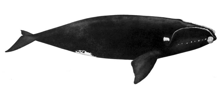 The North Atlantic right whale (Eubalaena glacialis) is a baleen whale. At present, they are among the most endangered whales in the world