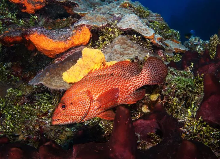 Coney grouper, Cozumel, Mexico. Photo by Brandi Mueller