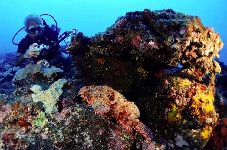 Diver with scorpionfish at L’Ecole, Réunion Island. Photo by Pierre Constant