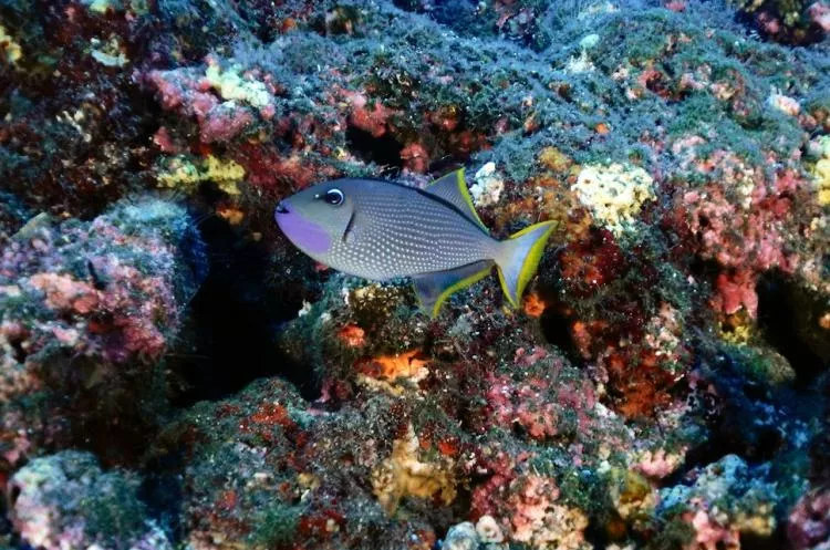 Girdled triggerfish at L’Ecole. Photo by Pierre Constant