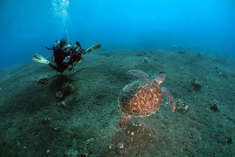 Diver with hawksbill sea turtle at Cap La Houssaye. Photo by Pierre Constant