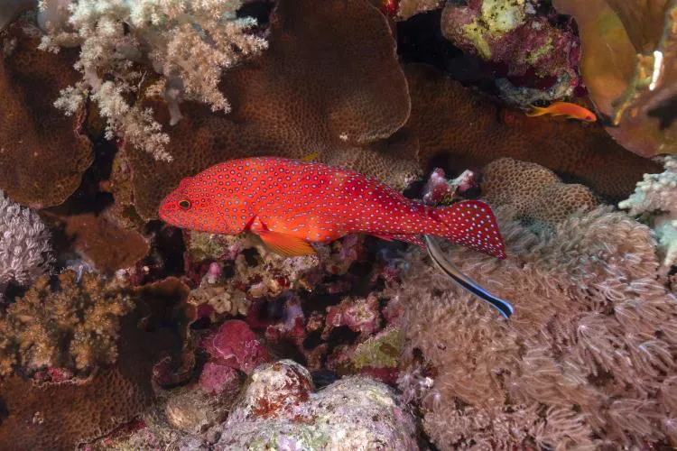 Jewel grouper with cleaner wrasse and anthia at Daedalus Reef. Photo by Scott Bennett 