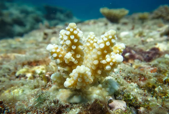 A young coral colony (Acropora recruit) on the surface of a reef on the Great Barrier Reef. 