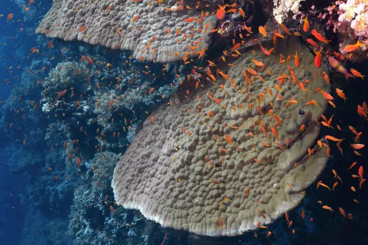 Porite corals at Daedalus Reef, Red Sea, Egypt. Photo by Scott Bennett 