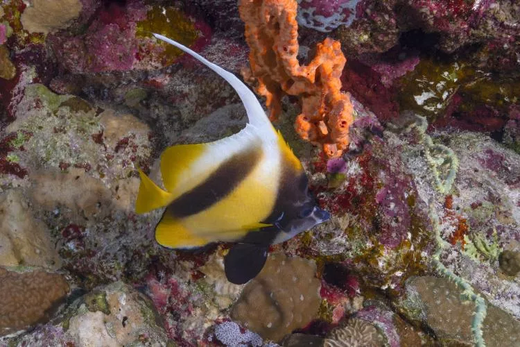 Red Sea bannerfish at Rocky Island, Red Sea, Egypt. Photo by Scott Bennett
