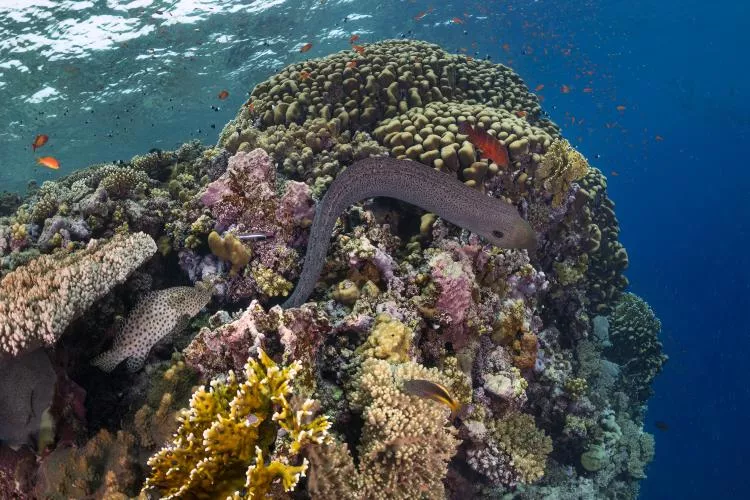 Elphinstone reef. Photo by Scott Bennett
