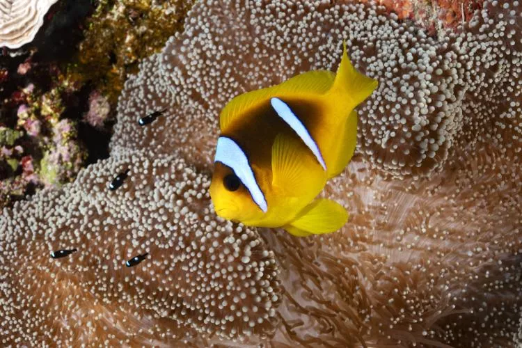 Red Sea or two-banded anemonefish with domino damselfish on anemone at Daedalus Reef. Photo by Scott Bennett
