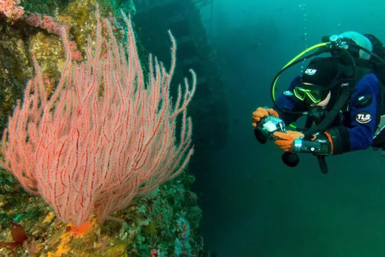 To further our understanding of the marine environment, Ocean Sanctuaries, encourages and supports citizen science projects that empower local divers to gather marine data under scientific mentorship. 
