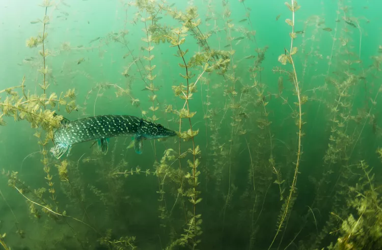 Pike patrolling amid fronds of watermilfoil. Photo by Claudia Weber-Gebert