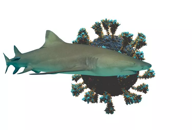 Unique antibodies present in sharks can inactivate SARS-CoV-2, its variants and other coronaviruses