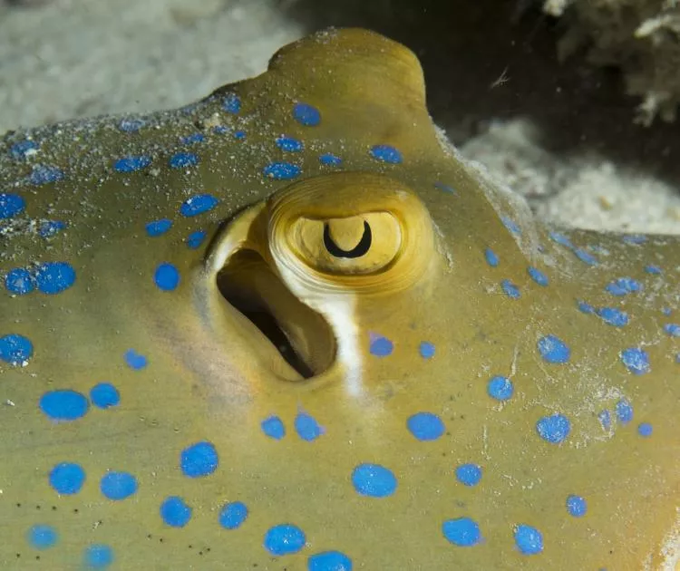 Close-up of bluespotted stingray with Olympus 60mm macro lens. Photo by Larry Cohen