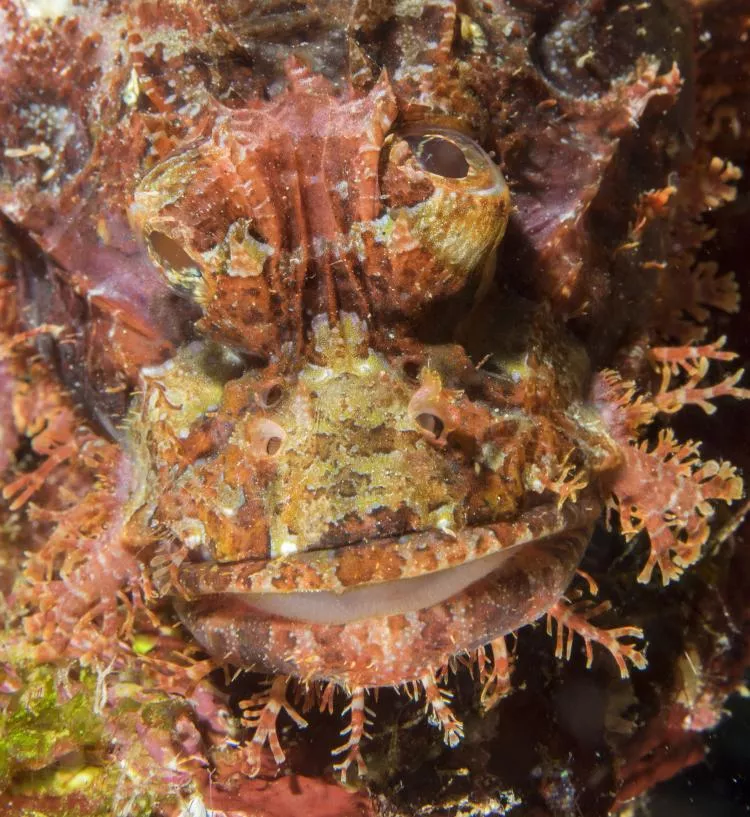Mugshot of bearded scorpionfish on night dive in front of resorta, Pom Pom Island. Photo by Larry Cohen