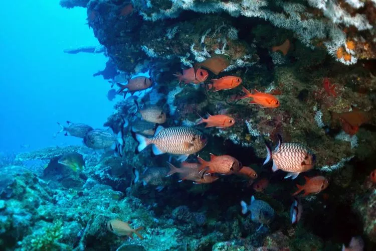 Two soldierfish species at Passe Saziley, Mayotte. Photo by Pierre Constant
