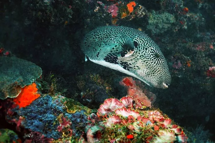 Map puffer at Milha House Reef, Mayotte. Photo by Pierre Constant