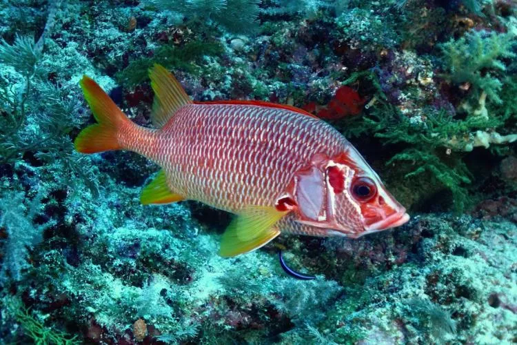 Sabre squirrelfish at Passe Bateau, Mayotte. Photo by Pierre Constant