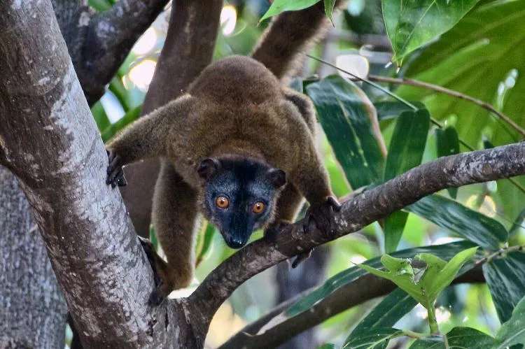 Male brown lemur at Bandrélé, Mayotte. Photo by Pierre Constant