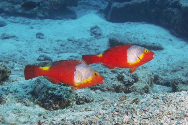 Mediterranean parrotfish pair, Bodrum, Turkey