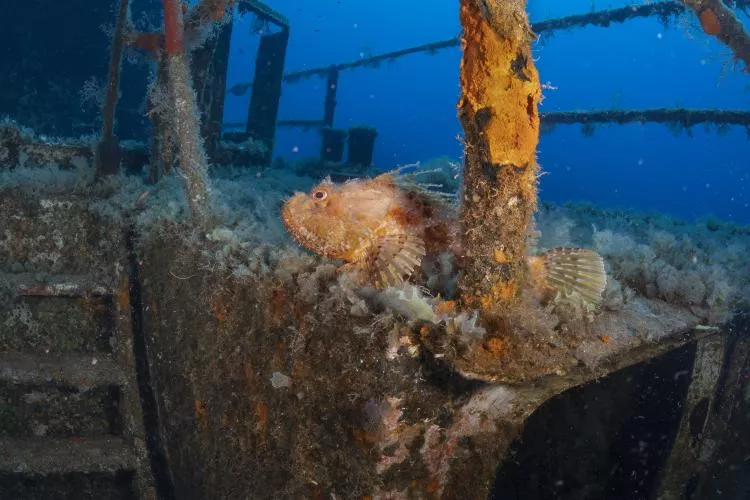 Scorpionfish on Pinar I, which was sunk as an artificial reef in 2007