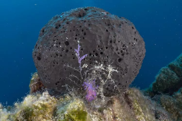 Football-shaped black sponge at Kaçakçı (Smuggler’s) Bay