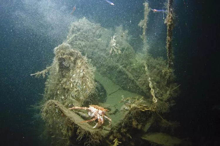 King crab on the broken tail section of Hudson plane wreck