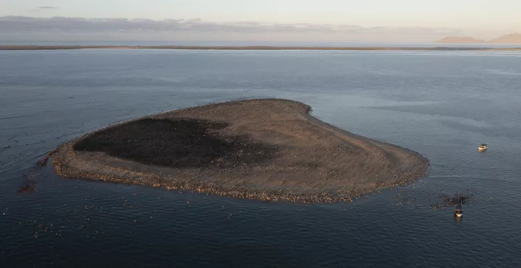 The heart-shaped Bird Island is a great place for an early morning excursion to see the sunrise and observe thousands of cormmorants and pelicans