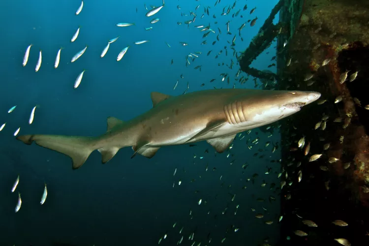 Shark on the wreck of the USCGC Spar, North Carolina, USA
