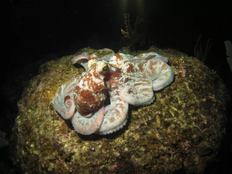 Octopus at night