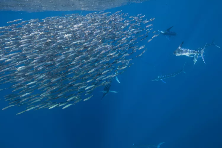Striped marlin chasing sardines, Mexico