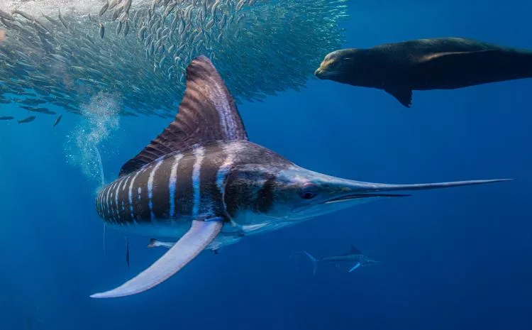 Striped marlin and sea lion chasing sardines, Mexico