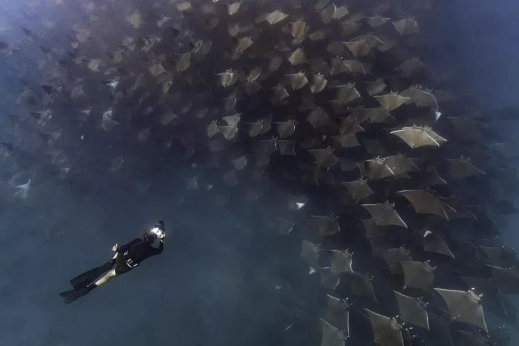 View from above, via drone, of a diver filming a large shoal of mobula rays