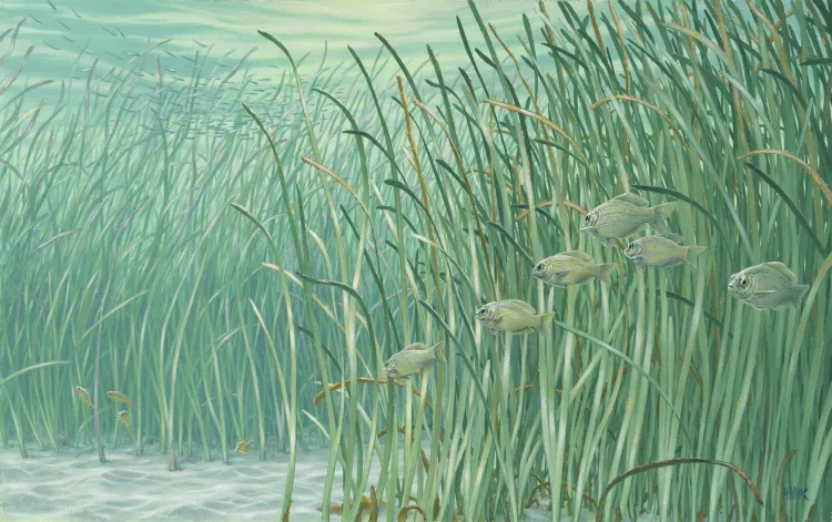 Cradle, eelgrass, 41 x 65cm, oil on canvas by Setsuo Hamanaka