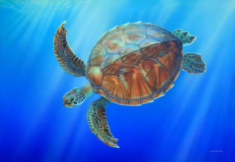 Merlin, the sea turtle, illustration by Ila France Porcher